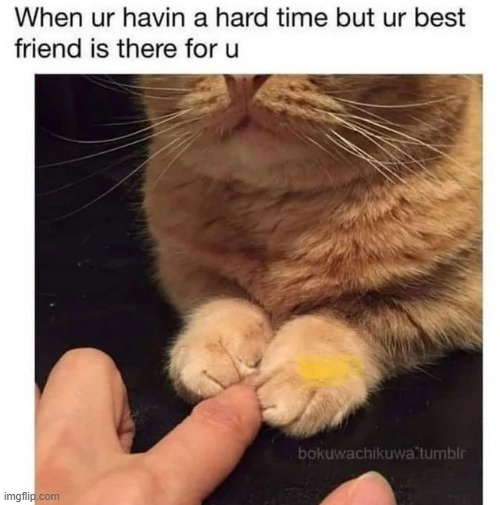 image tagged in wholesome | made w/ Imgflip meme maker
