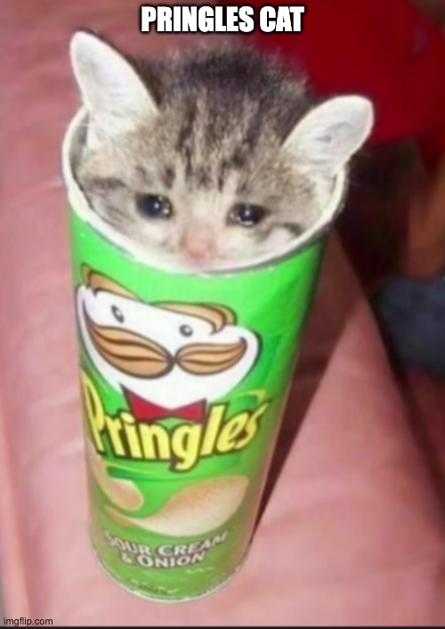 Pringles cat | PRINGLES CAT | image tagged in pringles cat | made w/ Imgflip meme maker