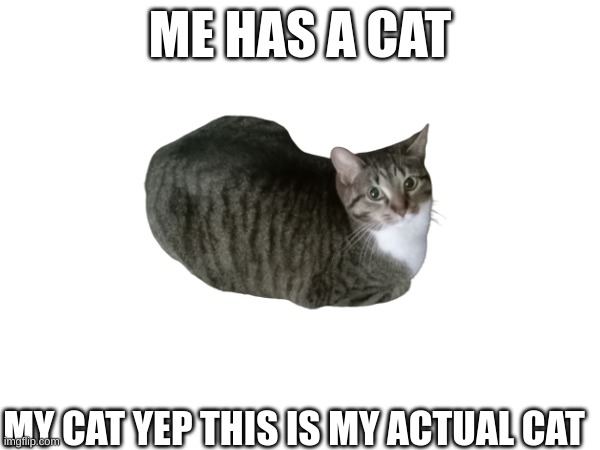my cat yep its my cat | ME HAS A CAT; MY CAT YEP THIS IS MY ACTUAL CAT | image tagged in cat,is,mine | made w/ Imgflip meme maker