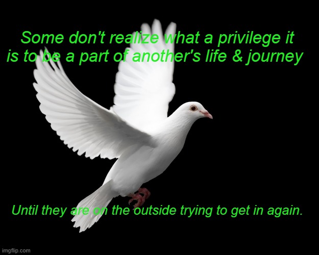 on the outside looking in | Some don't realize what a privilege it is to be a part of another's life & journey; Until they are on the outside trying to get in again. | image tagged in dove pigeon love peace happiness | made w/ Imgflip meme maker