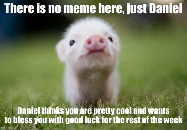 Daniel | There is no meme here, just Daniel; Daniel thinks you are pretty cool and wants to bless you with good luck for the rest of the week | image tagged in fun,daniel,wholesome,cute,pig | made w/ Imgflip meme maker