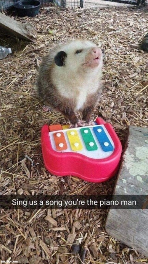 Sing us a song you're the Piano man, sing us a song tonight, well, we're all in the mood for a melody, and you've got us feelin' | image tagged in possum | made w/ Imgflip meme maker