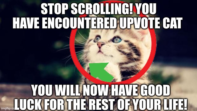 Hope you have a good day! | STOP SCROLLING! YOU HAVE ENCOUNTERED UPVOTE CAT; YOU WILL NOW HAVE GOOD LUCK FOR THE REST OF YOUR LIFE! | image tagged in funny cat memes,upvotes | made w/ Imgflip meme maker