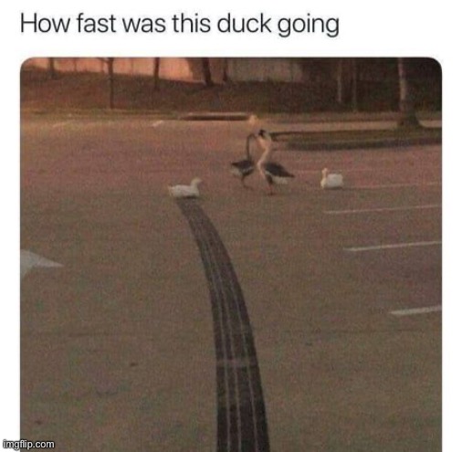 image tagged in memes,funny,ducks | made w/ Imgflip meme maker