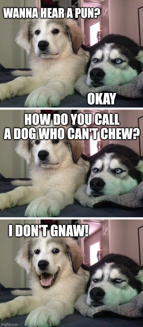 May be hard to bite | WANNA HEAR A PUN? OKAY; HOW DO YOU CALL A DOG WHO CAN'T CHEW? I DON'T GNAW! | image tagged in bad pun dogs,puns | made w/ Imgflip meme maker