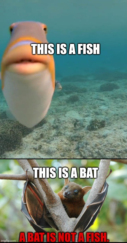 Important fish facts | THIS IS A FISH THIS IS A BAT A BAT IS NOT A FISH. | image tagged in staring fish,important,fish,facts | made w/ Imgflip meme maker