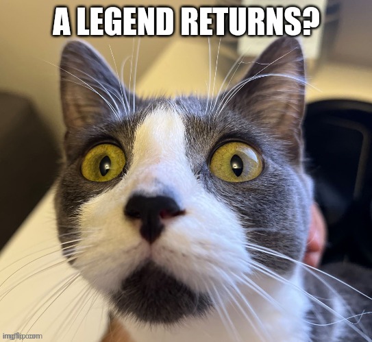 Cat | A LEGEND RETURNS? | image tagged in cat | made w/ Imgflip meme maker