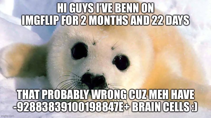 Cute little seal | HI GUYS I’VE BENN ON IMGFLIP FOR 2 MONTHS AND 22 DAYS; THAT PROBABLY WRONG CUZ MEH HAVE -92883839100198847E+ BRAIN CELLS :) | image tagged in cute animals,fake,real,funni,stupid | made w/ Imgflip meme maker