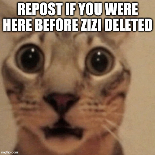 she was nice | REPOST IF YOU WERE HERE BEFORE ZIZI DELETED | image tagged in domestic short-haired cat | made w/ Imgflip meme maker