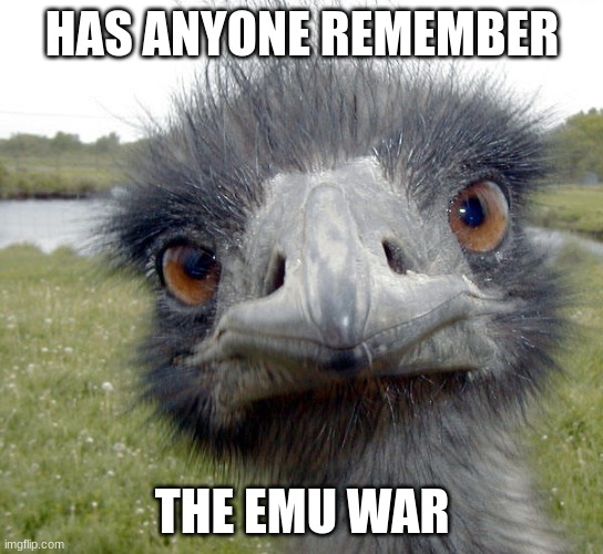 EMUBIRD | HAS ANYONE REMEMBER; THE EMU WAR | image tagged in emubird | made w/ Imgflip meme maker