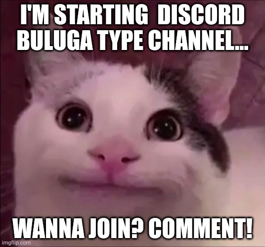 Awkward Smile Cat | I'M STARTING  DISCORD BULUGA TYPE CHANNEL... WANNA JOIN? COMMENT! | image tagged in awkward smile cat | made w/ Imgflip meme maker