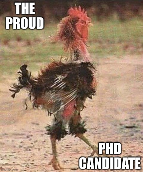 Look at Me Now! | THE PROUD; PHD CANDIDATE | image tagged in disheveled rooster,grad school,phd | made w/ Imgflip meme maker