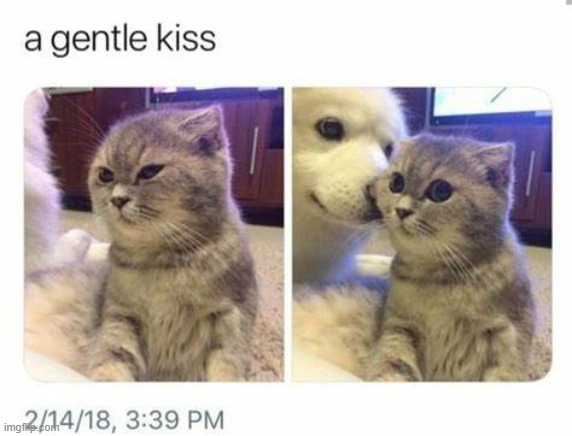 aw | image tagged in cats | made w/ Imgflip meme maker