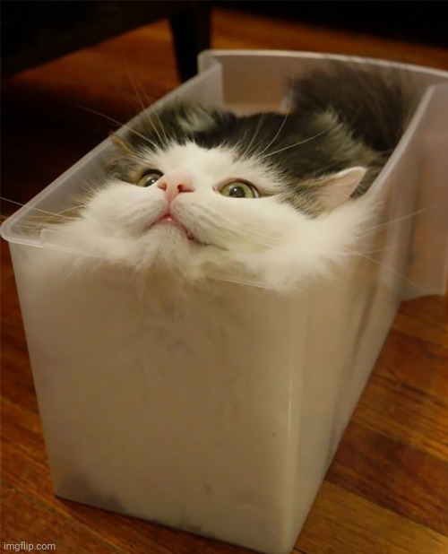 cats are liquid | image tagged in cats are liquid | made w/ Imgflip meme maker