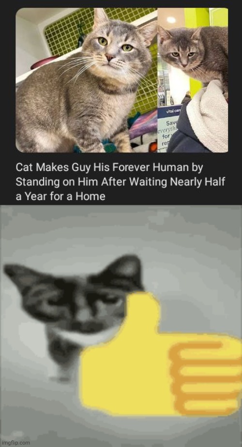 Cat making guy his forever human | image tagged in cat thumbs up,cats,cat,home,memes,waiting | made w/ Imgflip meme maker