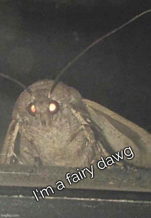 Moth | I'm a fairy dawg | image tagged in moth | made w/ Imgflip meme maker