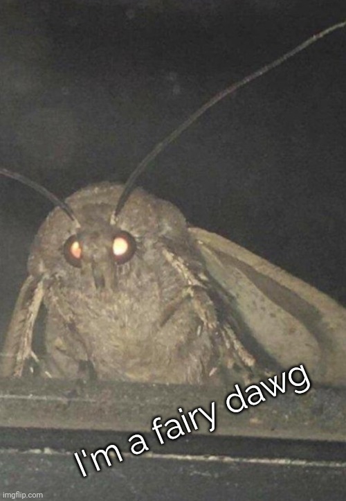 Moth | I'm a fairy dawg | image tagged in moth | made w/ Imgflip meme maker
