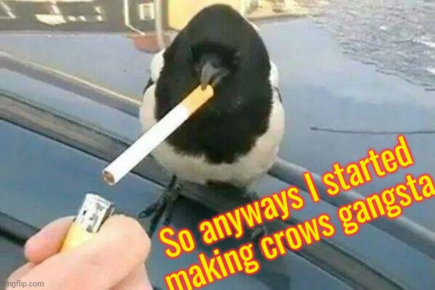 piebald crow smoking a cigarette | So anyways I started making crows gangsta | image tagged in piebald crow smoking a cigarette | made w/ Imgflip meme maker