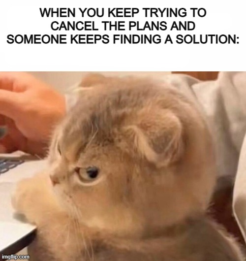 Goodness, it's so annoying -_- | WHEN YOU KEEP TRYING TO CANCEL THE PLANS AND SOMEONE KEEPS FINDING A SOLUTION: | image tagged in cats,cat,why are you reading the tags | made w/ Imgflip meme maker