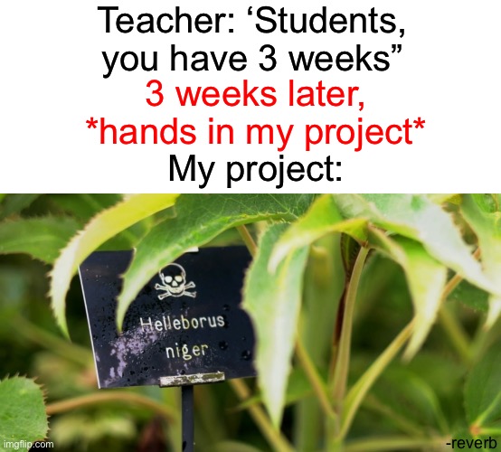 “my project” | Teacher: ‘Students, you have 3 weeks”; 3 weeks later,
*hands in my project*; My project:; -reverb | image tagged in reverb,fun,memes,project,oh wow are you actually reading these tags | made w/ Imgflip meme maker