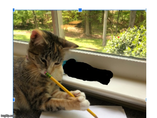 my cat writing the declaration of independence | image tagged in photos,cats | made w/ Imgflip meme maker