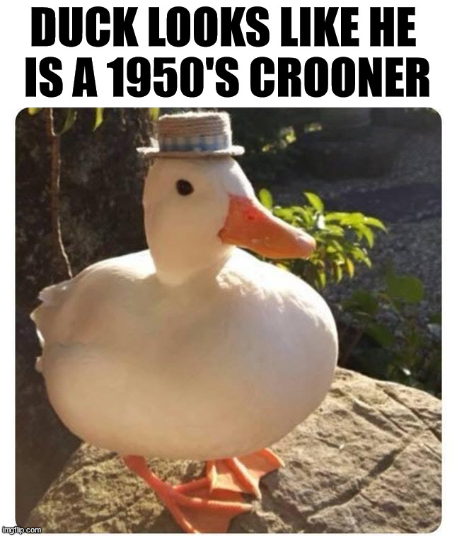 DUCK LOOKS LIKE HE 
IS A 1950'S CROONER | image tagged in ducks | made w/ Imgflip meme maker