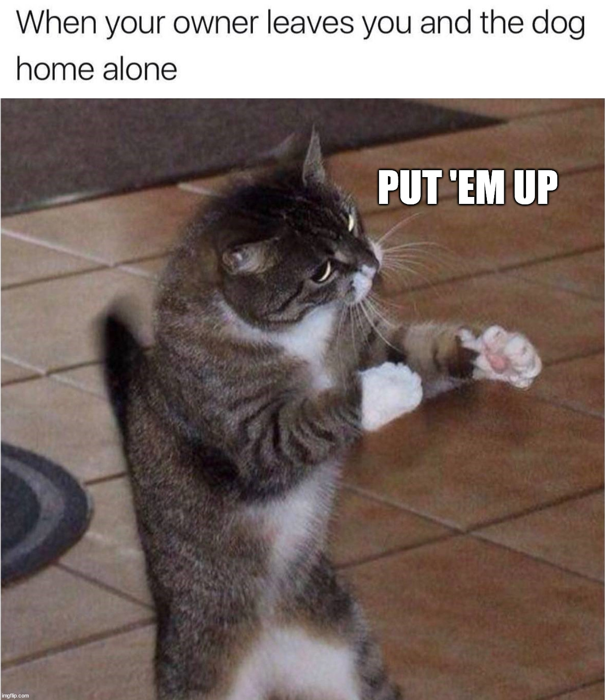 PUT 'EM UP | image tagged in cats | made w/ Imgflip meme maker