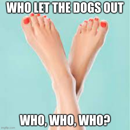 Doggy meme | WHO LET THE DOGS OUT; WHO, WHO, WHO? | image tagged in funny memes | made w/ Imgflip meme maker