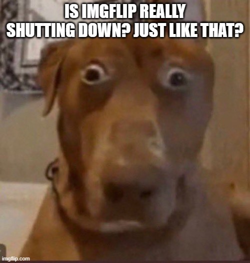Surprised Dog | IS IMGFLIP REALLY SHUTTING DOWN? JUST LIKE THAT? | image tagged in surprised dog | made w/ Imgflip meme maker