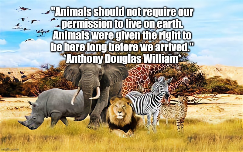 Animal Rights | "Animals should not require our
permission to live on earth.
Animals were given the right to
be here long before we arrived."
*Anthony Douglas William* | image tagged in animals,humanity,animal rights | made w/ Imgflip meme maker