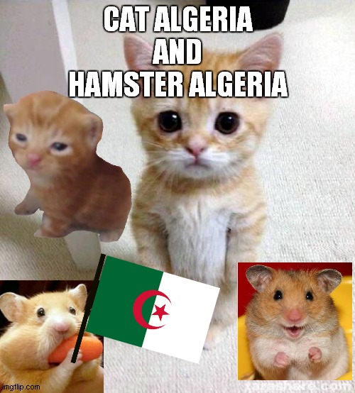 baby cat and hamster is algeria | CAT ALGERIA
AND
HAMSTER ALGERIA | image tagged in memes,cute cat | made w/ Imgflip meme maker