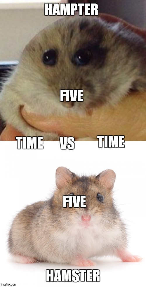 hamster vs hampter but is a two win(five five) | HAMPTER; FIVE; TIME; VS; TIME; FIVE; HAMSTER | image tagged in hampter,timmy the hamster | made w/ Imgflip meme maker