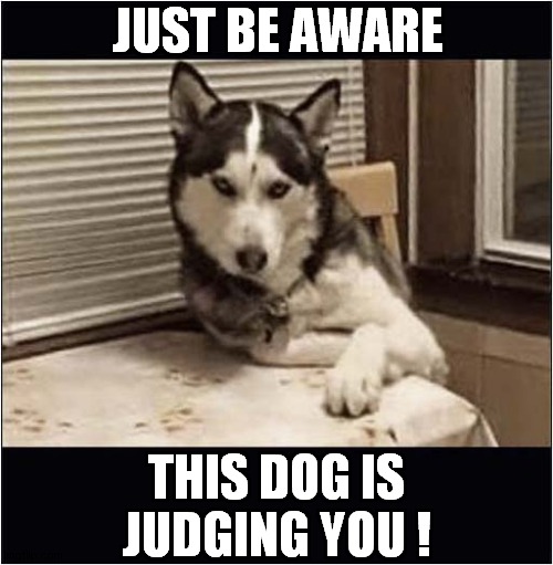 Judgemental Husky ! | JUST BE AWARE; THIS DOG IS JUDGING YOU ! | image tagged in dogs,husky,judgemental | made w/ Imgflip meme maker