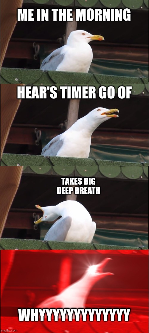 when you dont wanna wake up | ME IN THE MORNING; HEAR'S TIMER GO OF; TAKES BIG DEEP BREATH; WHYYYYYYYYYYYYY | image tagged in memes,inhaling seagull | made w/ Imgflip meme maker