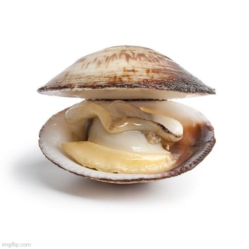 clam | image tagged in clam | made w/ Imgflip meme maker