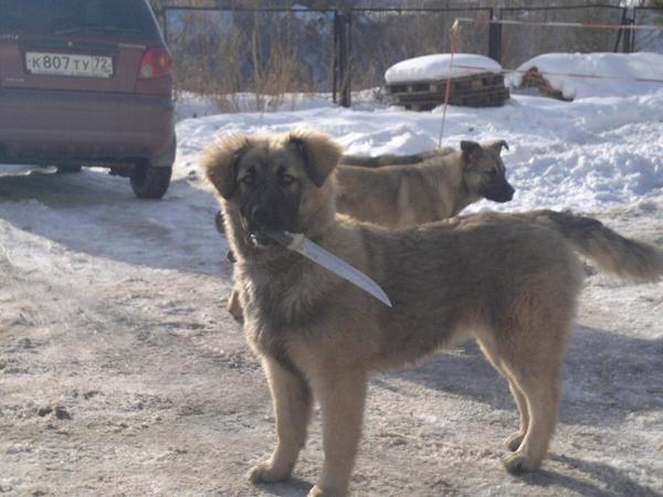 High Quality Dog with knife running these streets Blank Meme Template