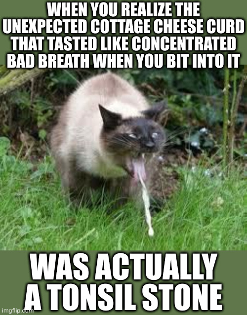 Except I didn't figure it out until after I'd swallowed it | WHEN YOU REALIZE THE UNEXPECTED COTTAGE CHEESE CURD THAT TASTED LIKE CONCENTRATED BAD BREATH WHEN YOU BIT INTO IT; WAS ACTUALLY A TONSIL STONE | image tagged in puking cat | made w/ Imgflip meme maker