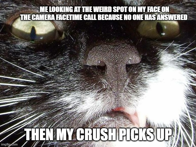 UMMMMMM | ME LOOKING AT THE WEIRD SPOT ON MY FACE ON THE CAMERA FACETIME CALL BECAUSE NO ONE HAS ANSWERED; THEN MY CRUSH PICKS UP | image tagged in scary cat extreme closeup | made w/ Imgflip meme maker