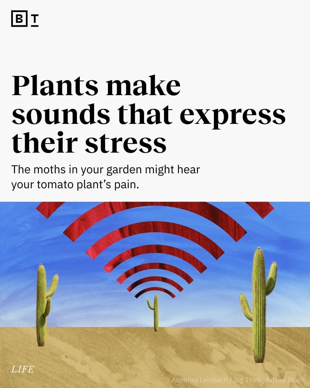 Plants make sounds that express that stress Blank Meme Template