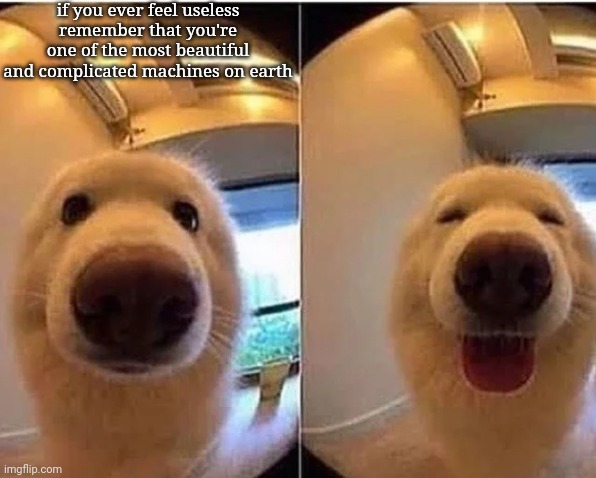 :D | if you ever feel useless remember that you're one of the most beautiful and complicated machines on earth | image tagged in wholesome doggo | made w/ Imgflip meme maker