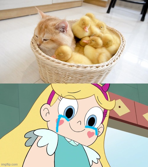 It's so cute! | image tagged in star butterfly cute face,aww,star vs the forces of evil | made w/ Imgflip meme maker