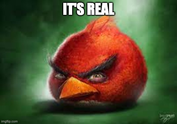 Realistic Red Angry Birds | IT'S REAL | image tagged in realistic red angry birds | made w/ Imgflip meme maker