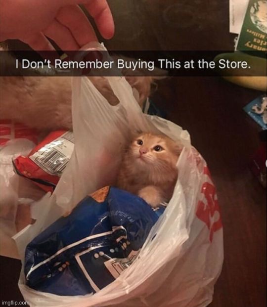 image tagged in memes | made w/ Imgflip meme maker