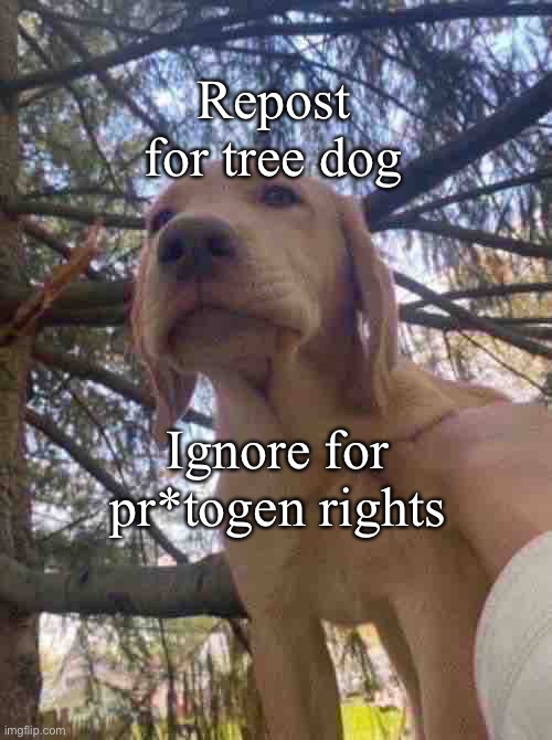 Ew fay gaggots ?? | Repost for tree dog; Ignore for pr*togen rights | image tagged in balls | made w/ Imgflip meme maker