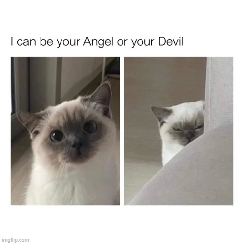 image tagged in wholesome | made w/ Imgflip meme maker