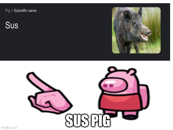 Sus pig | SUS PIG | image tagged in amongus | made w/ Imgflip meme maker