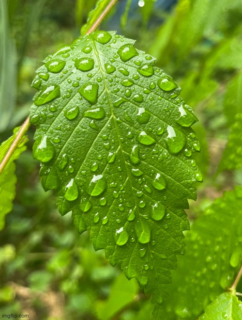 A leaf with droplets | image tagged in leafs,photography,photos | made w/ Imgflip meme maker