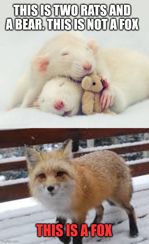 Important rat facts | THIS IS TWO RATS AND A BEAR. THIS IS NOT A FOX; THIS IS A FOX | image tagged in important,rat,facts | made w/ Imgflip meme maker