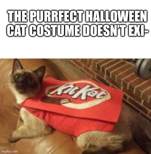 The best Halloween costume for cats. | THE PURRFECT HALLOWEEN CAT COSTUME DOESN’T EXI- | image tagged in blank white template | made w/ Imgflip meme maker