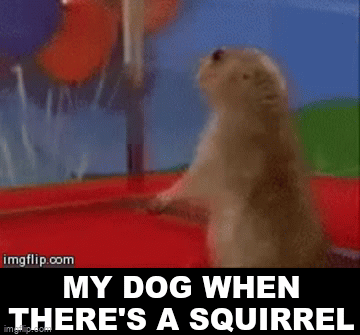 dramatic squirrel gif